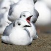 Bonaparte's Gull